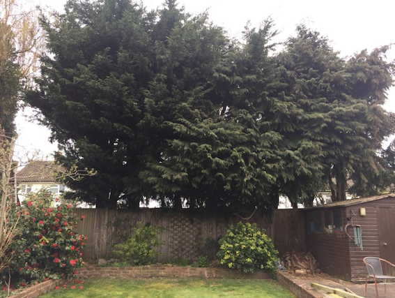 Tree cutting service