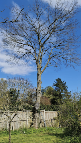 Tree cutting service