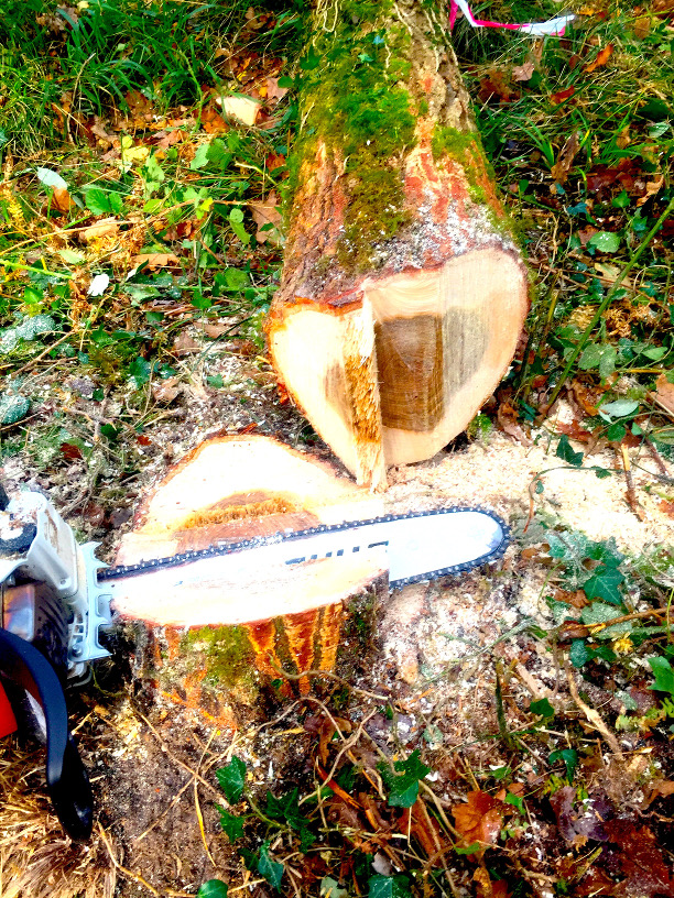 Tree cutting service